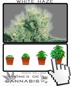 Comment tailler White Haze cannabis?