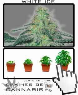 Comment tailler White Ice cannabis?