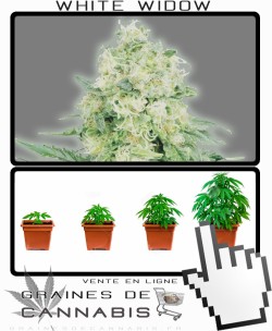 Comment tailler White Widow Auto-florissante cannabis?