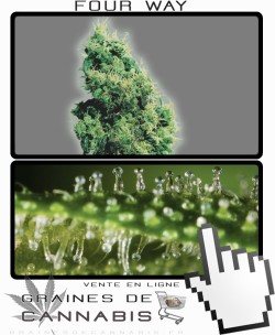 Quand récolter Four Way cannabis?