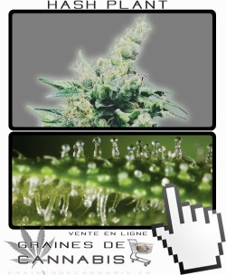 Quand récolter Hash Plant cannabis?