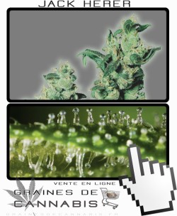 Quand récolter Jack Herer cannabis?