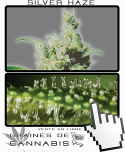 Quand récolter Silver Haze cannabis?