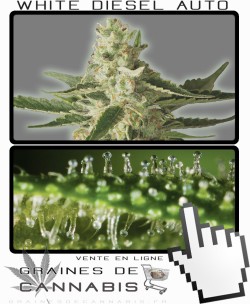 Quand récolter White Diesel Auto-florissante cannabis?