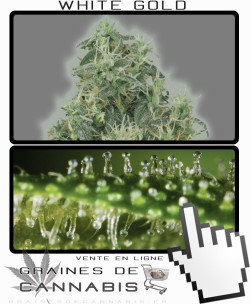 Quand récolter White Gold cannabis?