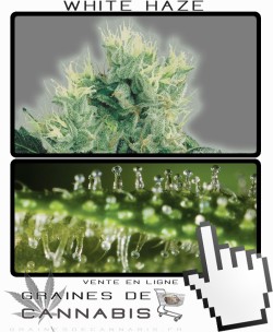 Quand récolter White Haze cannabis?