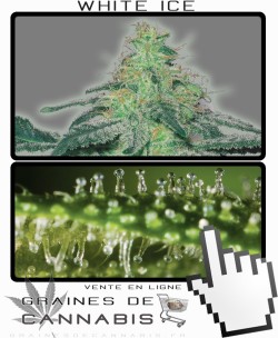 Quand récolter White Ice cannabis?