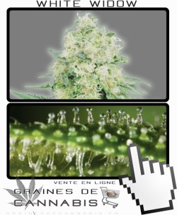 Quand récolter White Widow Auto-florissante cannabis?