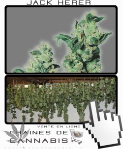 Comment sécher la Jack Herer?