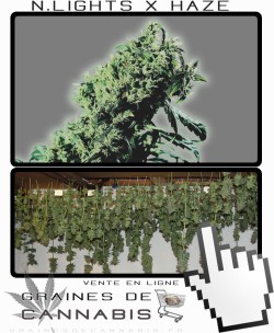 Comment sécher la Northern Lights 5 X Haze?