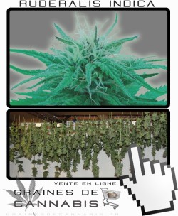 Comment sécher la Ruderalis Indica?