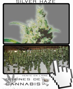 Comment sécher la Silver Haze 9 Feminisée?