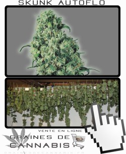 Comment sécher la Skunk 1 Auto-florissante?