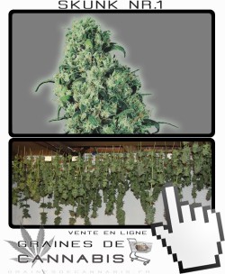 Comment sécher la Skunk 1?