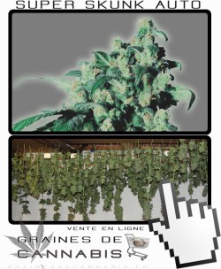 Comment sécher la Super Skunk Auto-florissante?