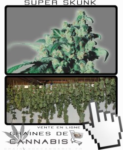 Comment sécher la Super Skunk?