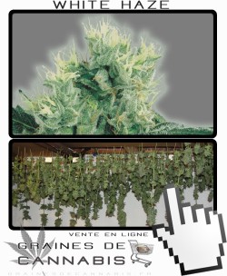 Comment sécher la White Haze?