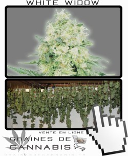 Comment sécher la White Widow Auto-florissante?